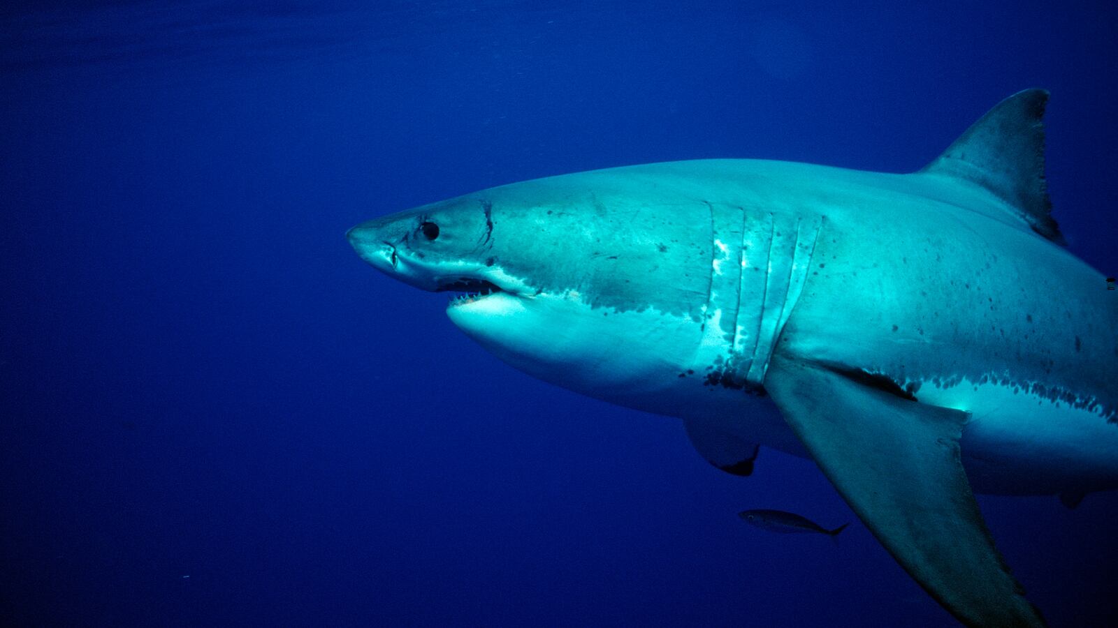 (GERMANY OUT) Great White Shark, Carcharodon carcharias, USA, California, Pacific Ocean, Farallon Island, San Francisco Bay