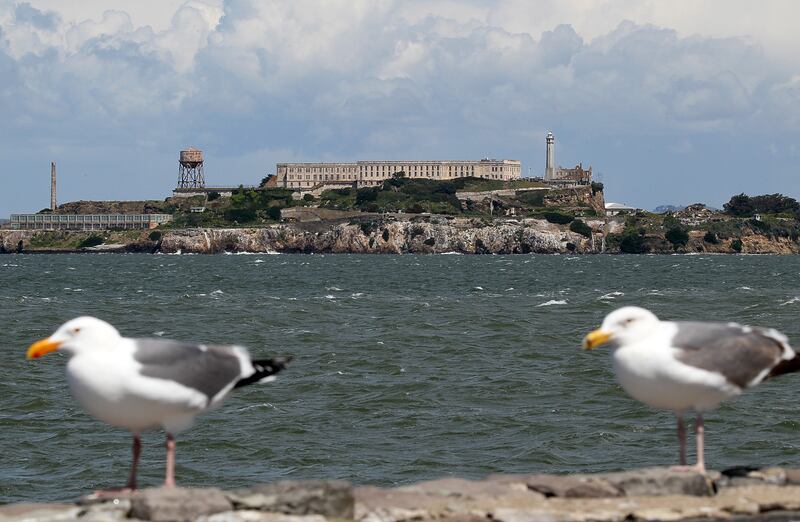 A pair of seagulls stand on a ledge across from Alcatraz Island in San Francisco, California.