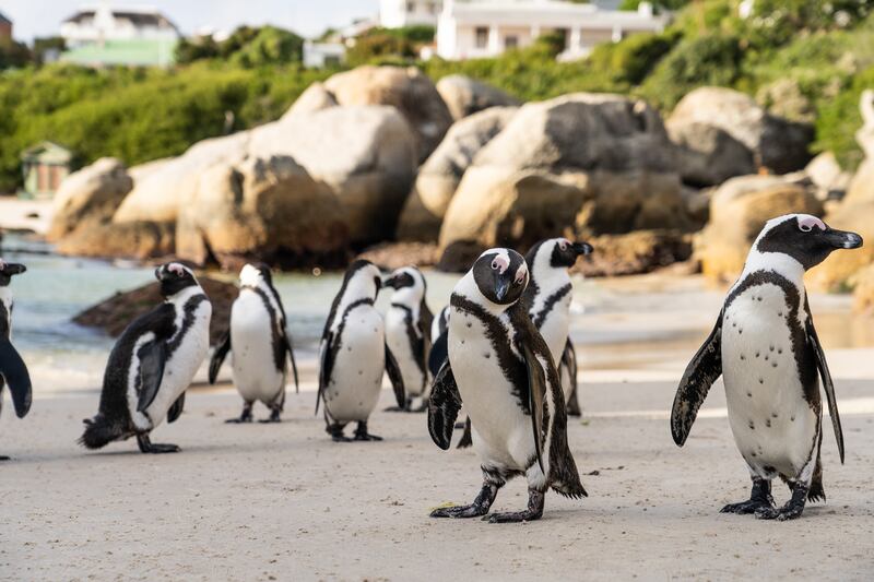 African Penguins on the beach.