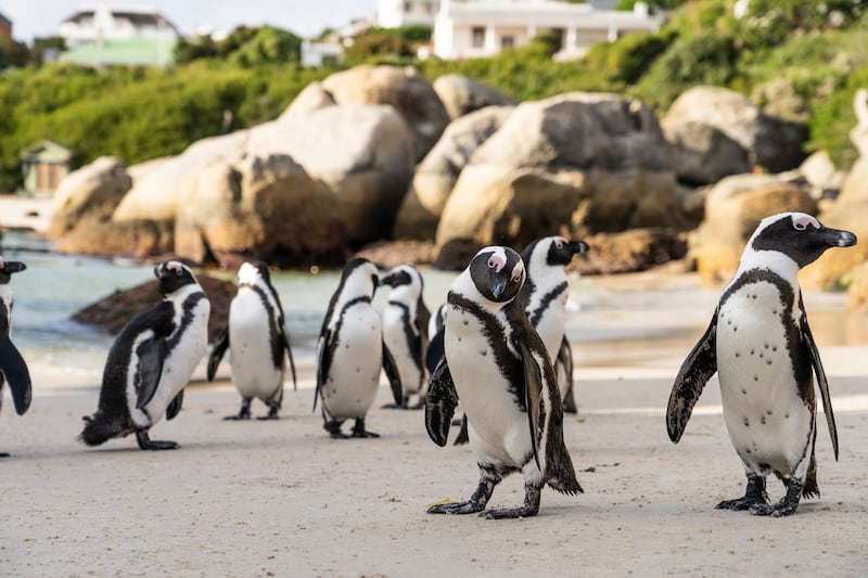 African Penguins on the beach.