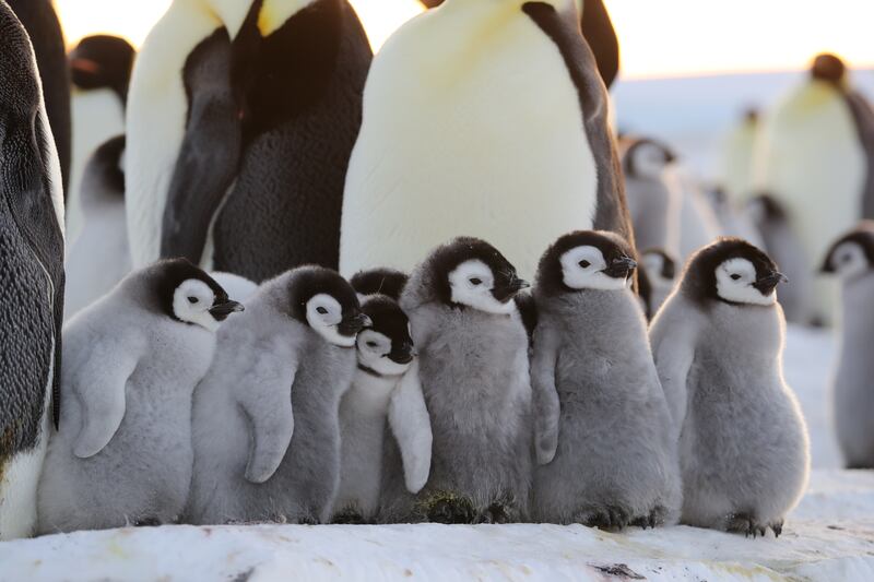 Chicks huddling up together.