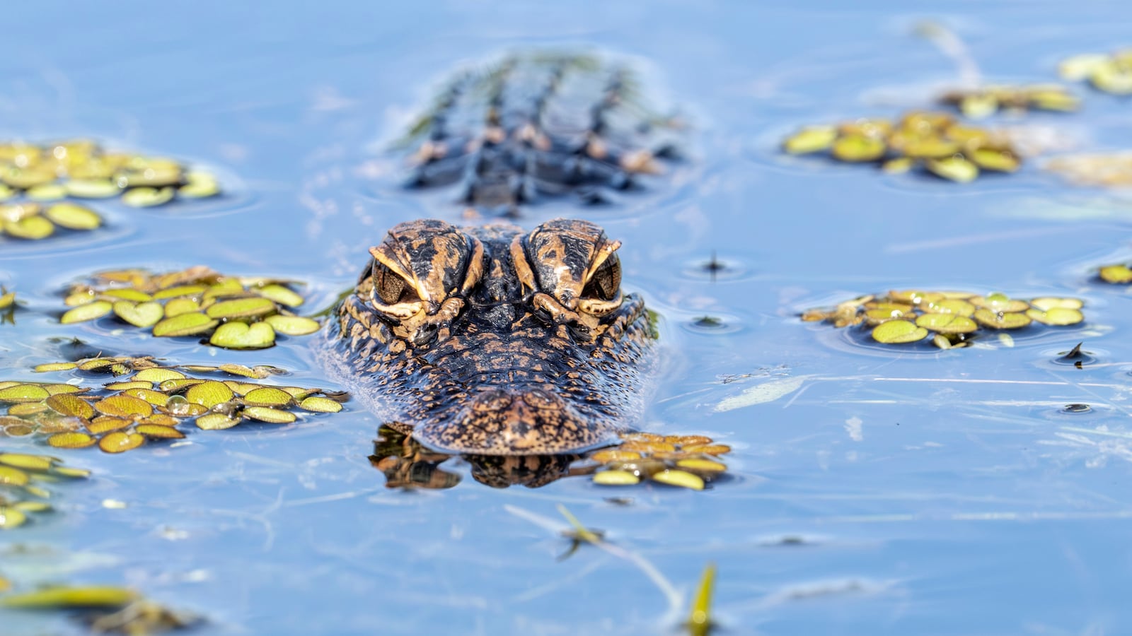 A baby alligator is seen at Lake Apopka in Florida. The young reptile glides silently through the wetland, blending into its natural surroundings. (Photo by Ronen Tivony/NurPhoto via Getty Images)