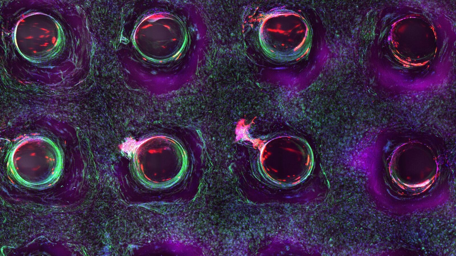 3D-bioprinting-vasculature_nt7s3m