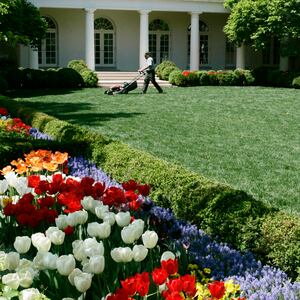 Rose Garde/ Mar-a-Lago split