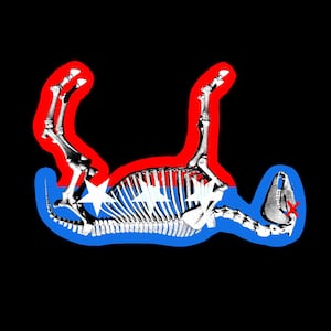 Democratic donkey skeleton dead