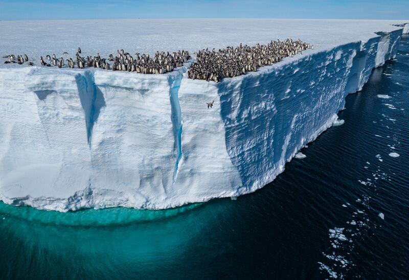 Emperor penguin chicks jumping off the ice shelf edge for their first swim, Atka Bay, Antarctica.