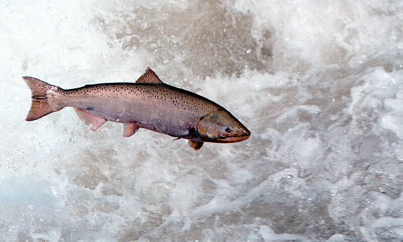 Could Chinook salmon, like this one leaping through white water In the Rapid River In Idaho, become casualties of Elon Musk's mass federal firings?