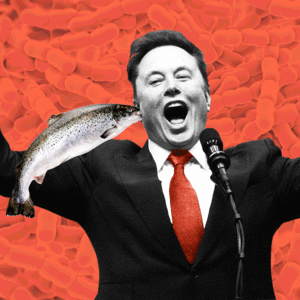 Elon Musk, salmon, e coli