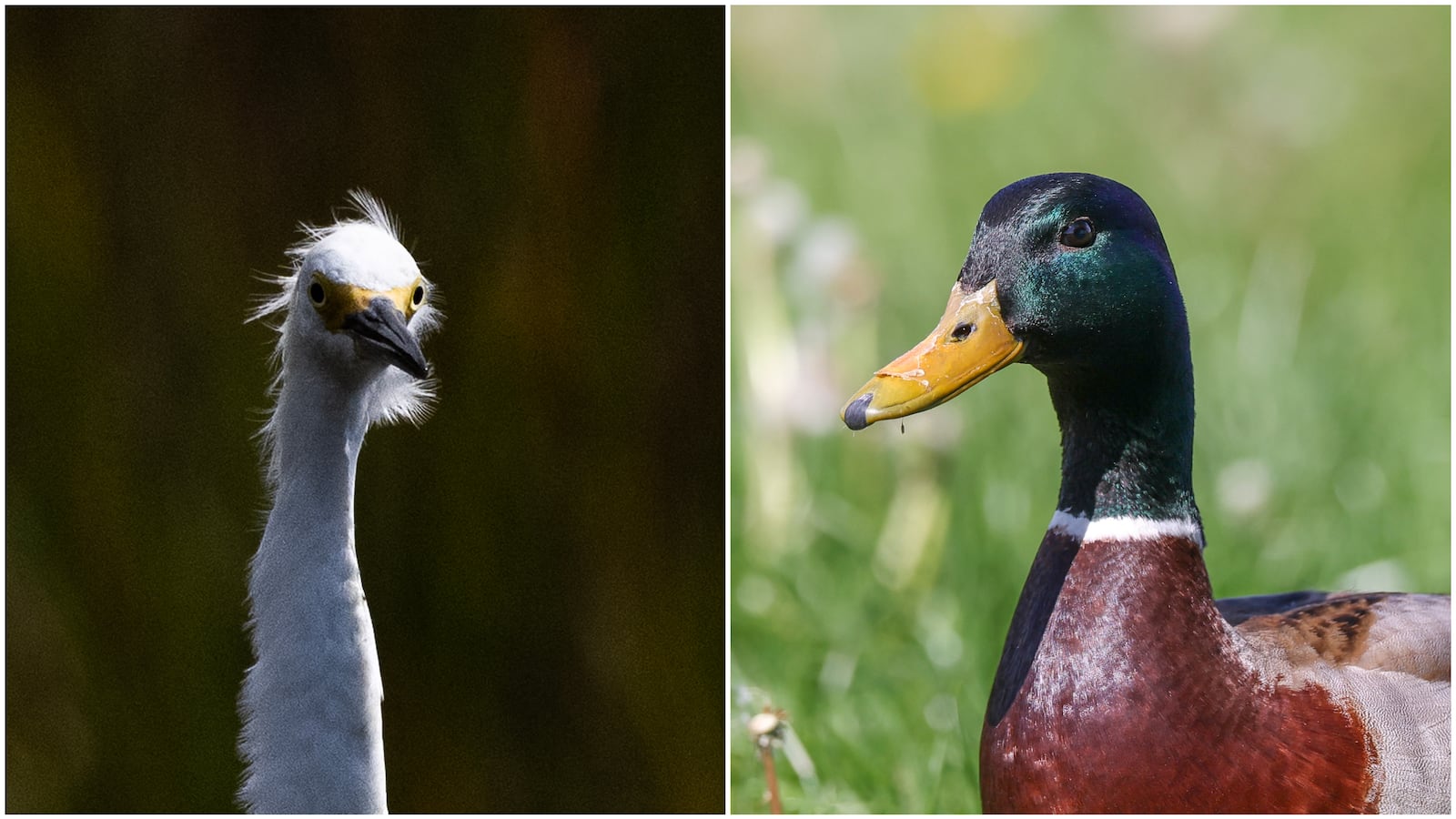 Egret and Mallard