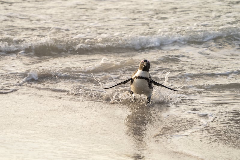 African Penguin steps out of the water, waving his wings.