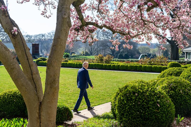President Joe Biden walking past one of the prized Magnolias located in the Rose Garden.
